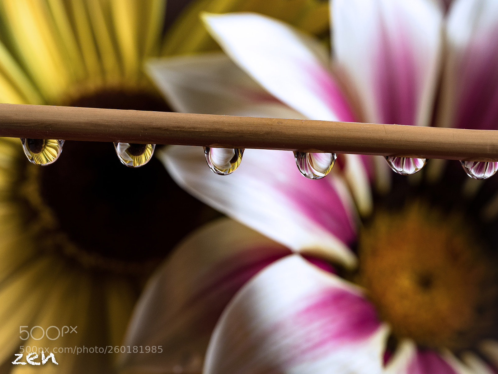 Olympus OM-D E-M5 II sample photo. Six drops... photography