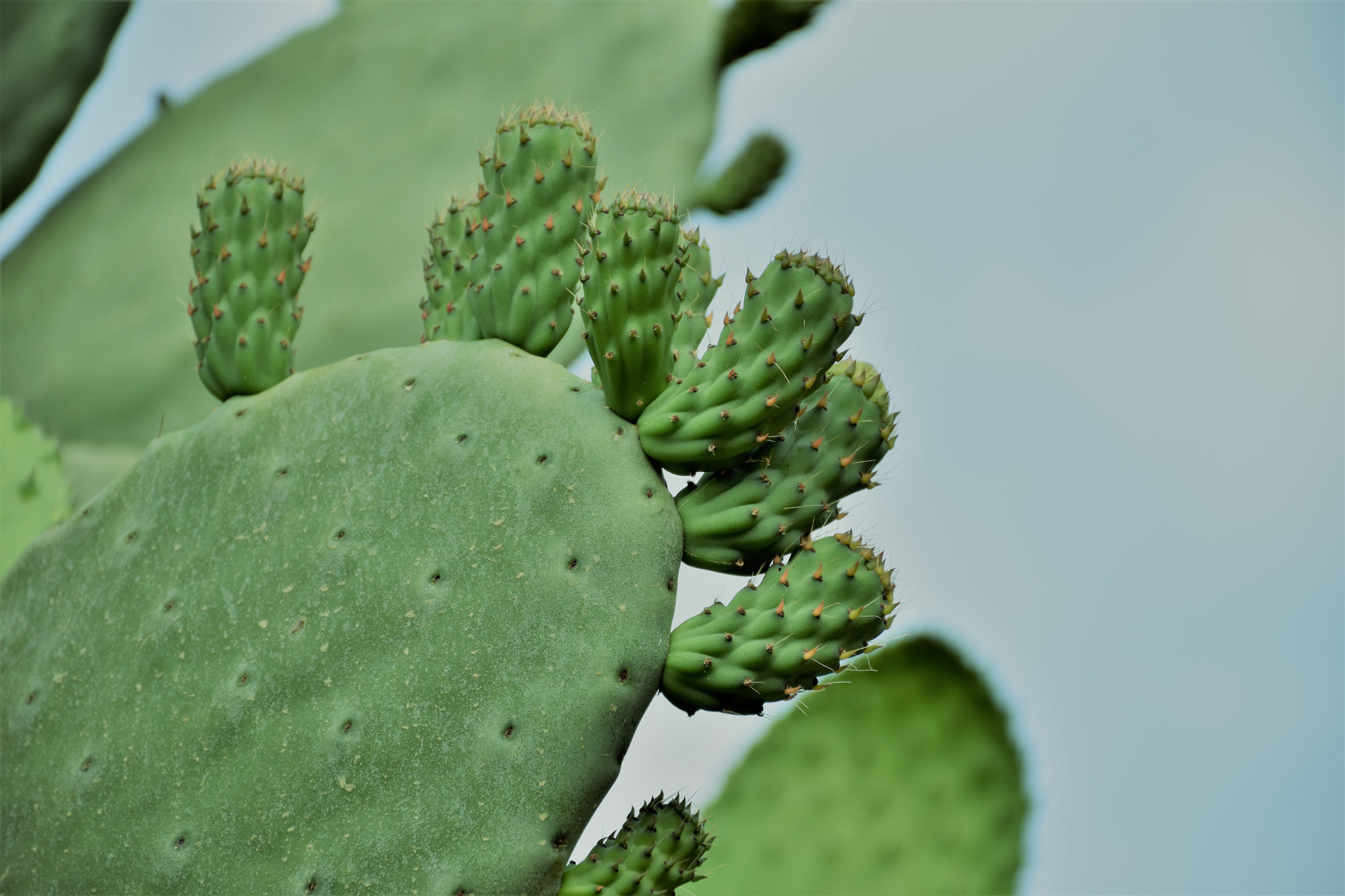 Nikon D5600 sample photo
