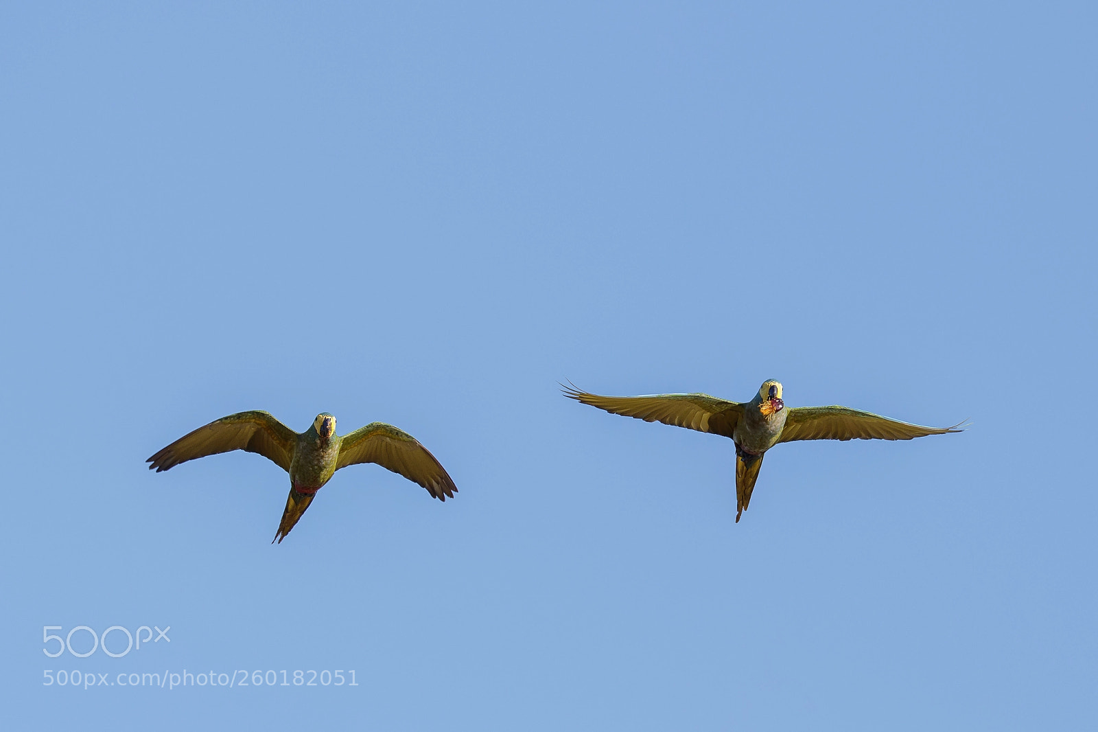 Canon EOS 5DS R sample photo. Alipiopsitta xanthops photography