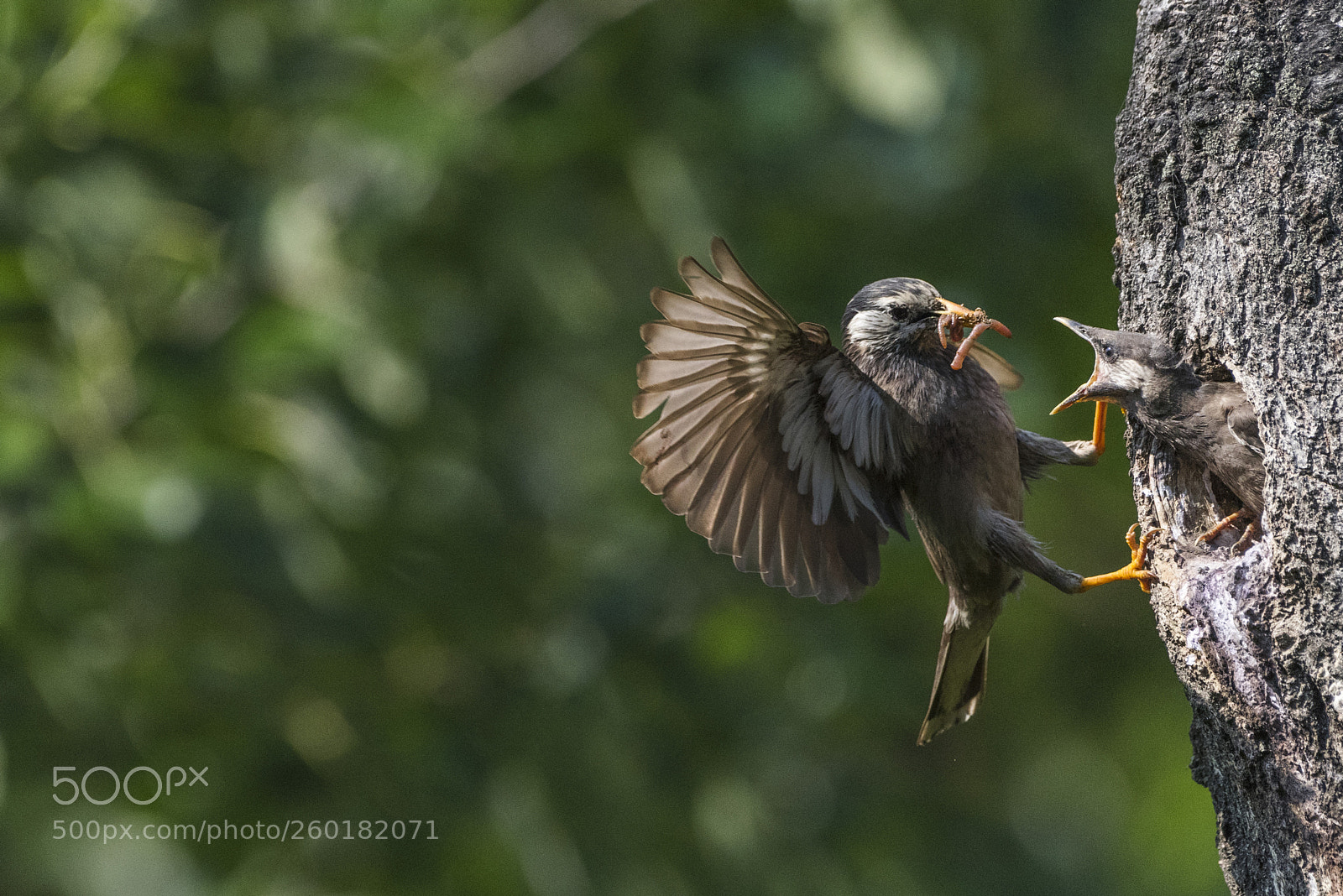Nikon D810 sample photo. Grey starling photography