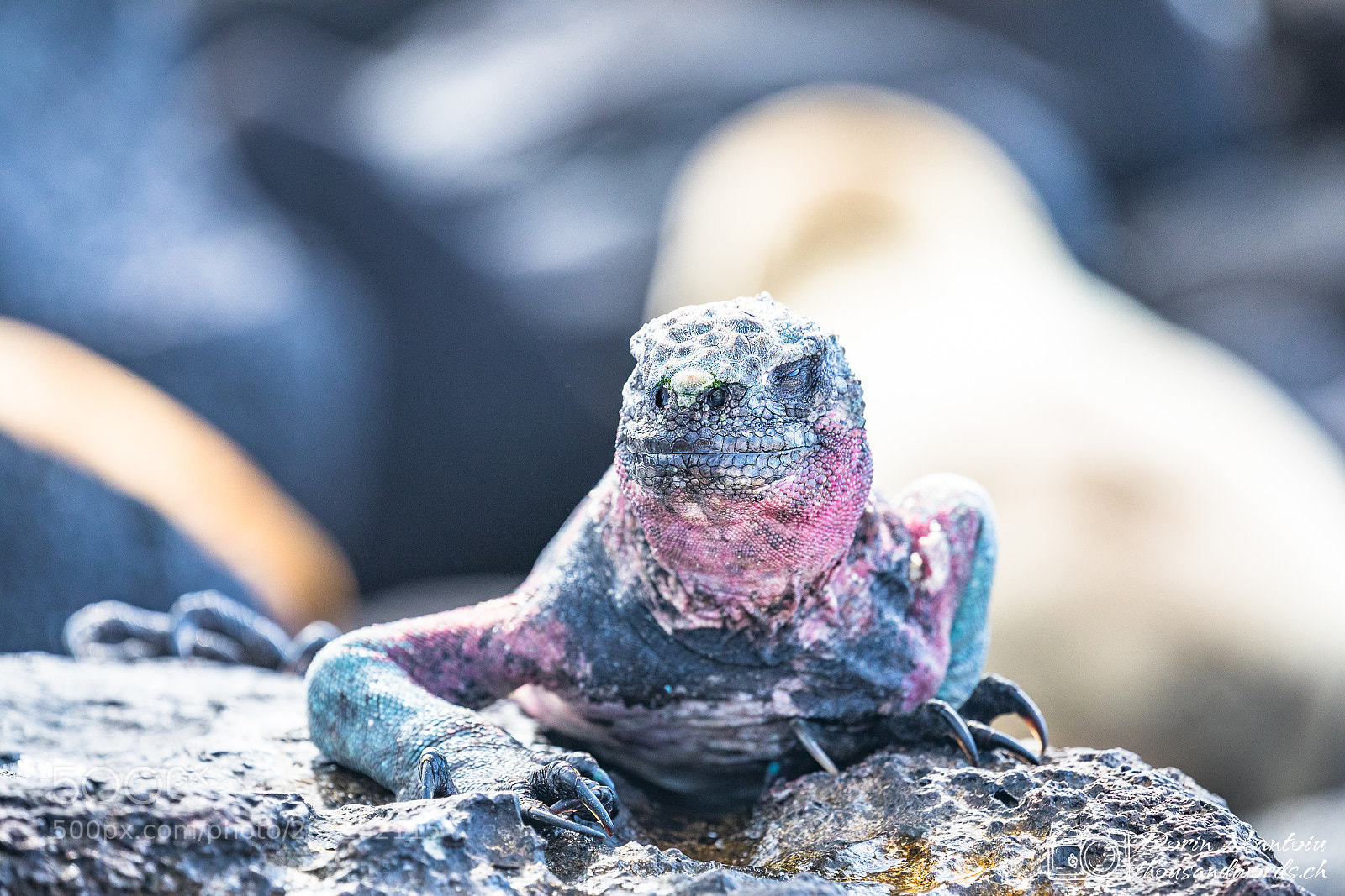 Canon EOS 5D Mark IV sample photo. Isla española photography