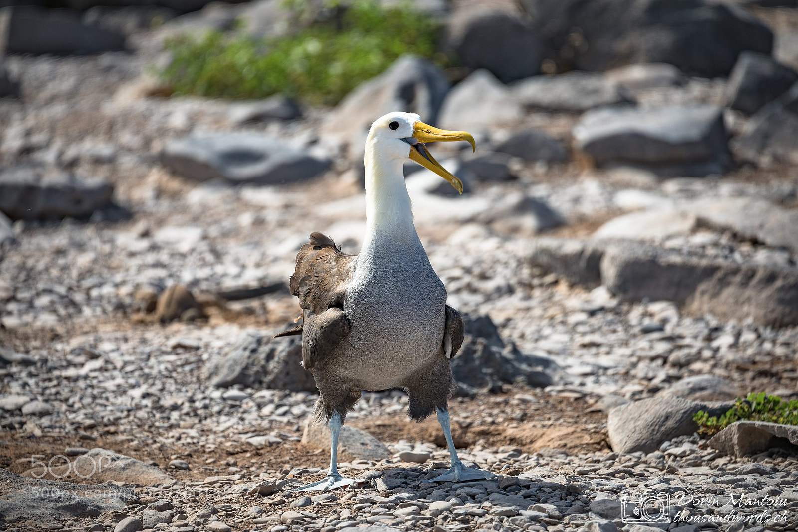 Canon EOS 5D Mark IV sample photo. Isla española photography