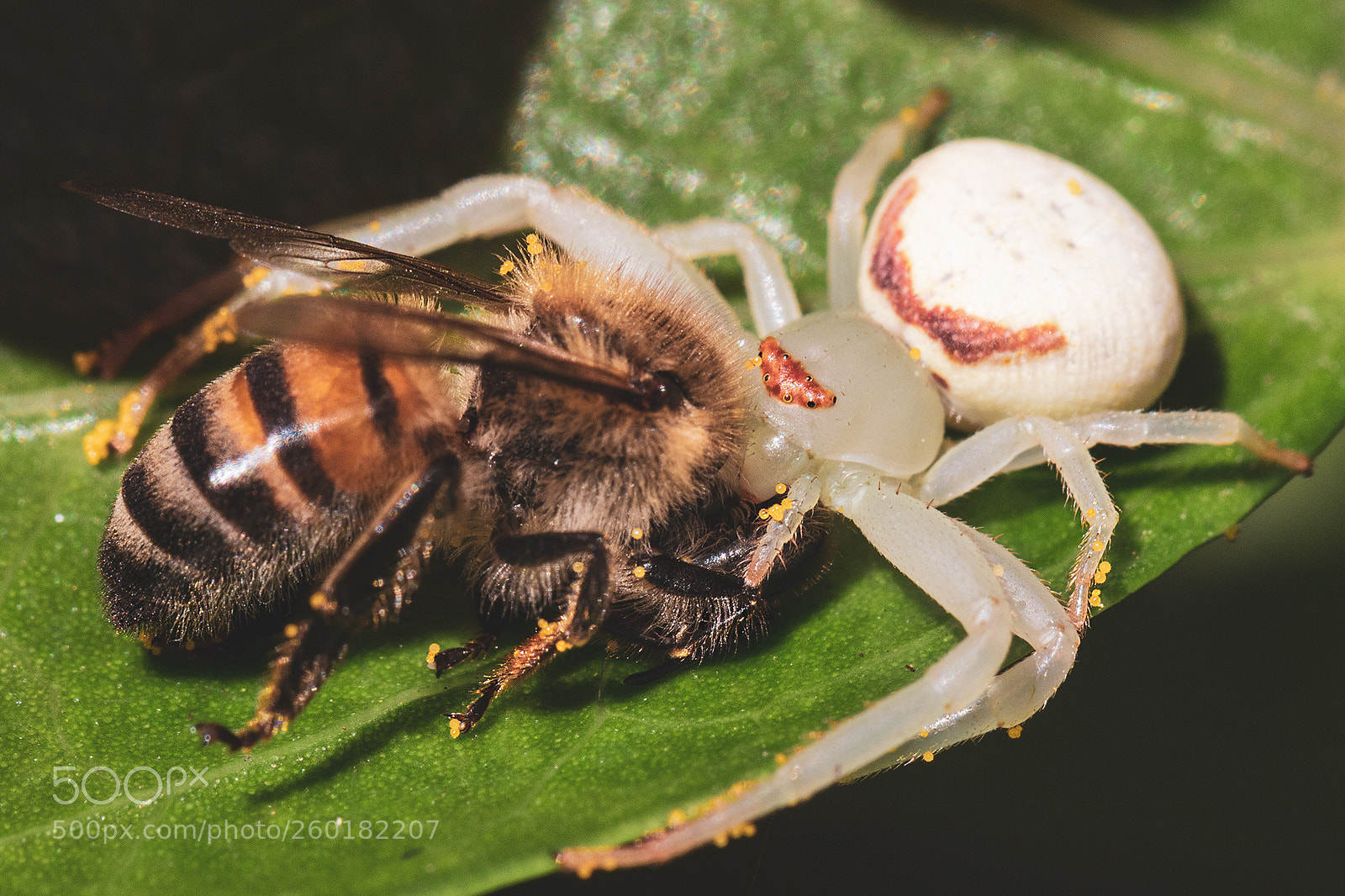 Canon EOS 7D Mark II sample photo. The spider won. photography