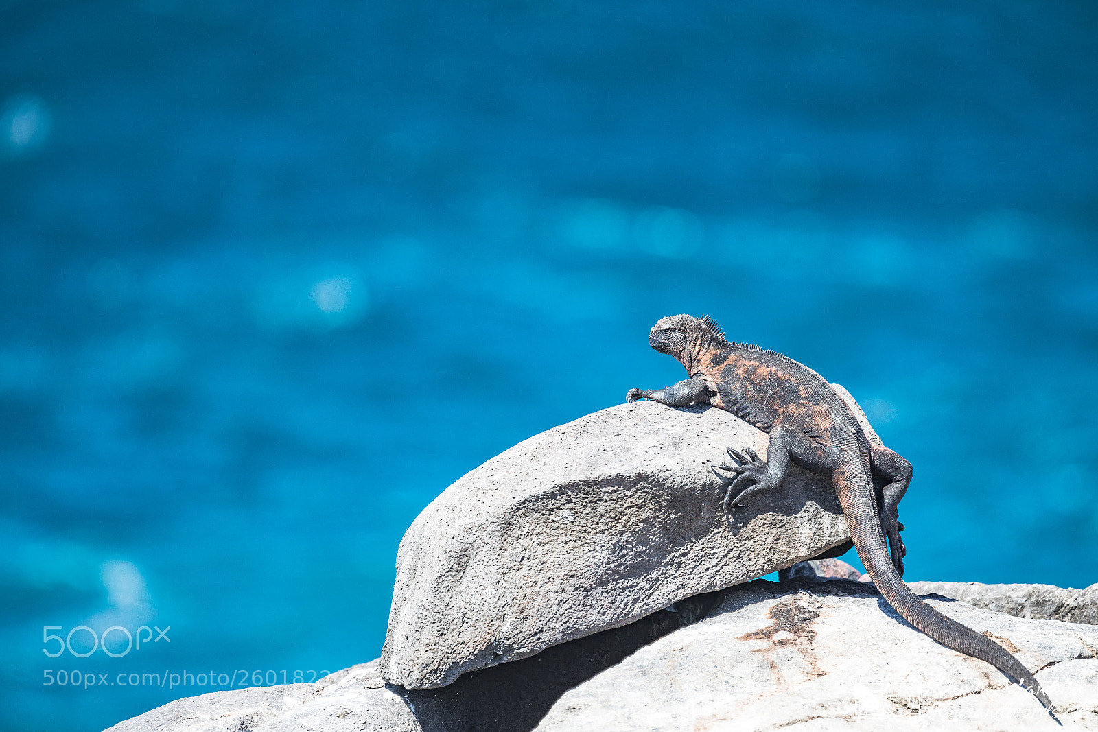 Canon EOS 5D Mark IV sample photo. Isla española photography