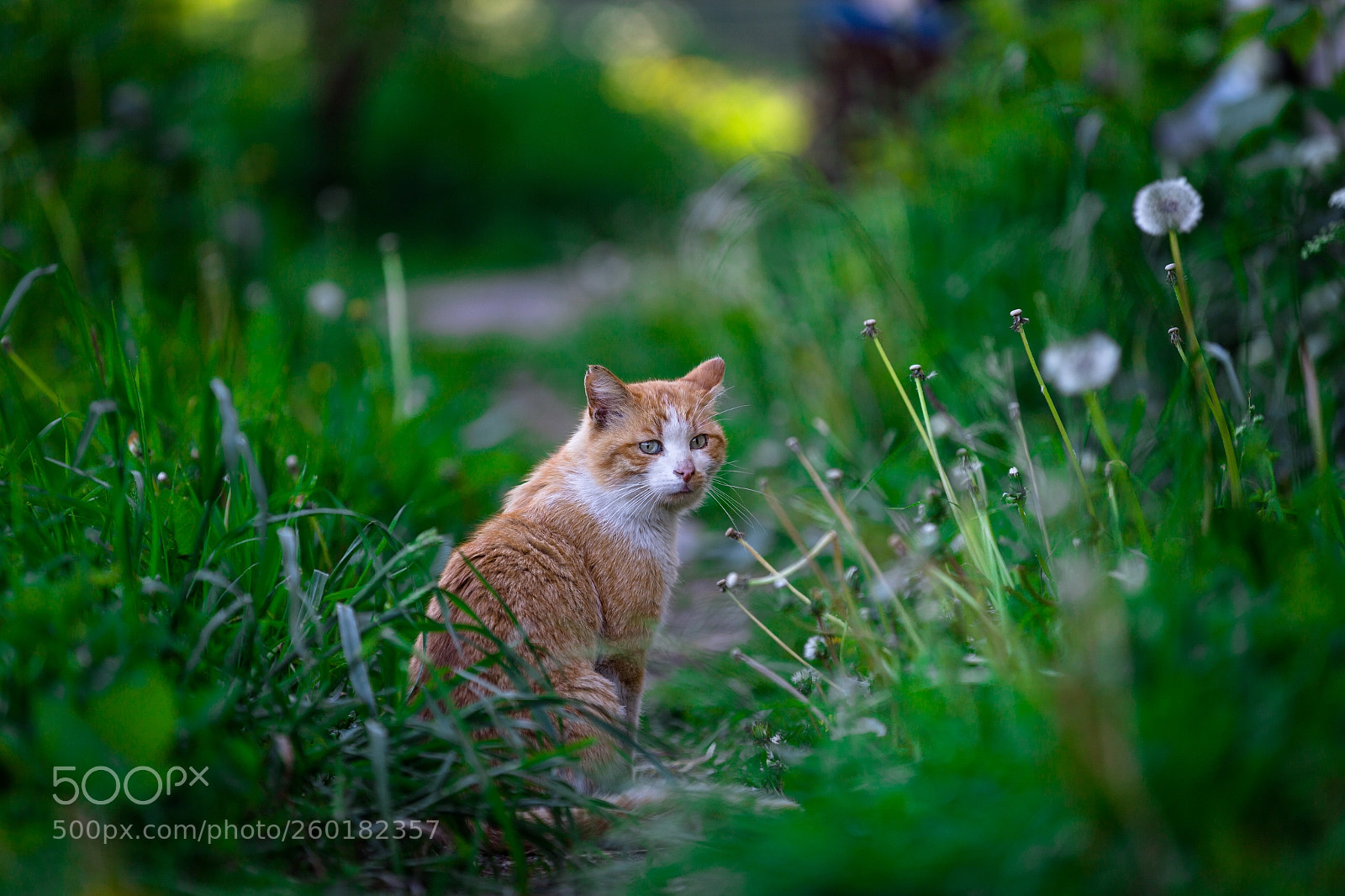 Canon EOS 6D sample photo. Red cat photography