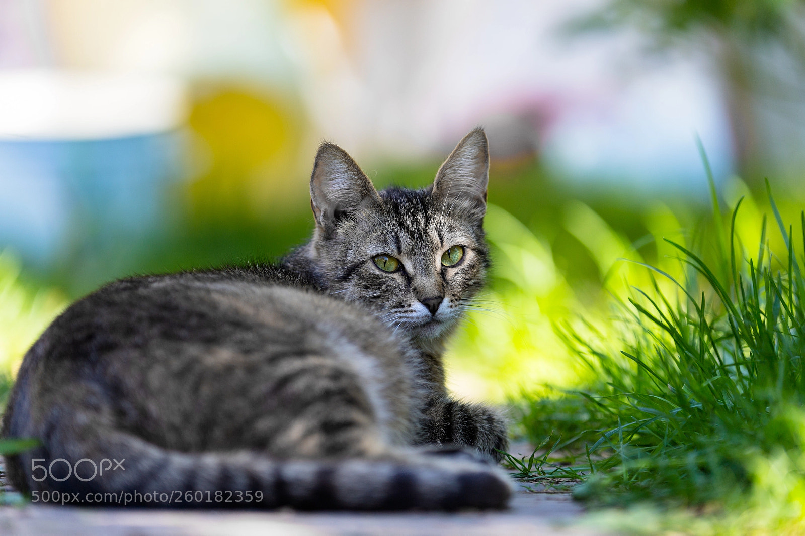 Canon EOS 6D sample photo. Cat photography