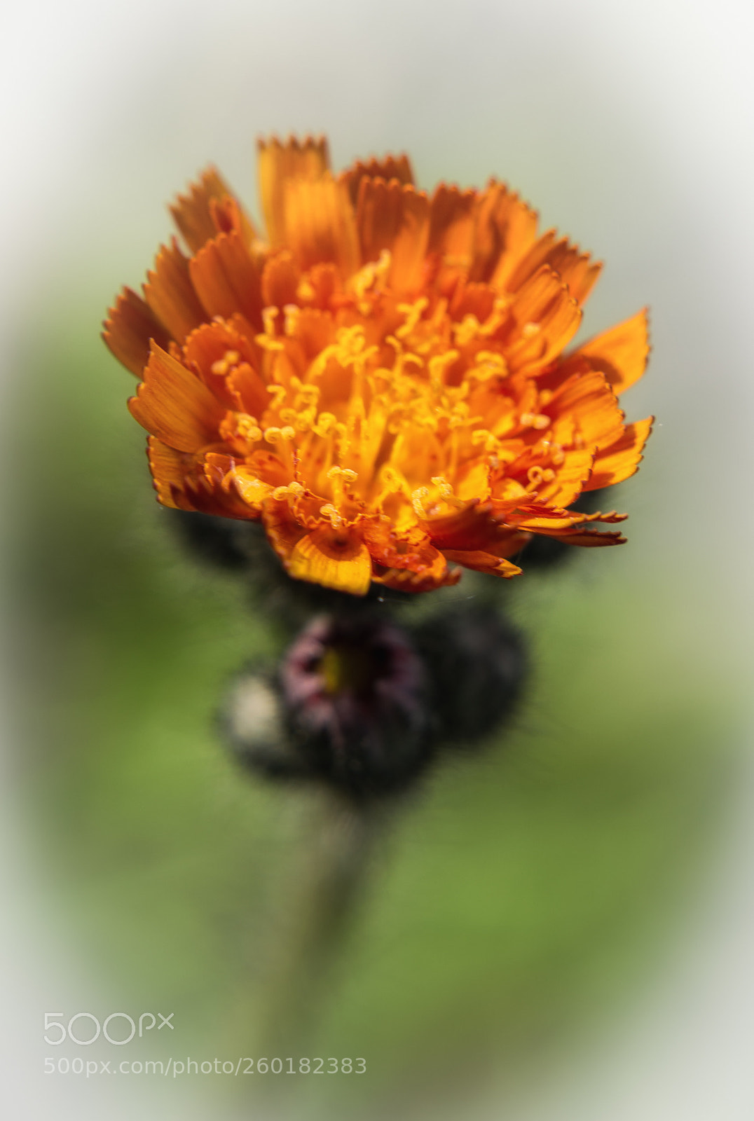 Nikon D3200 sample photo. Orange blossom photography