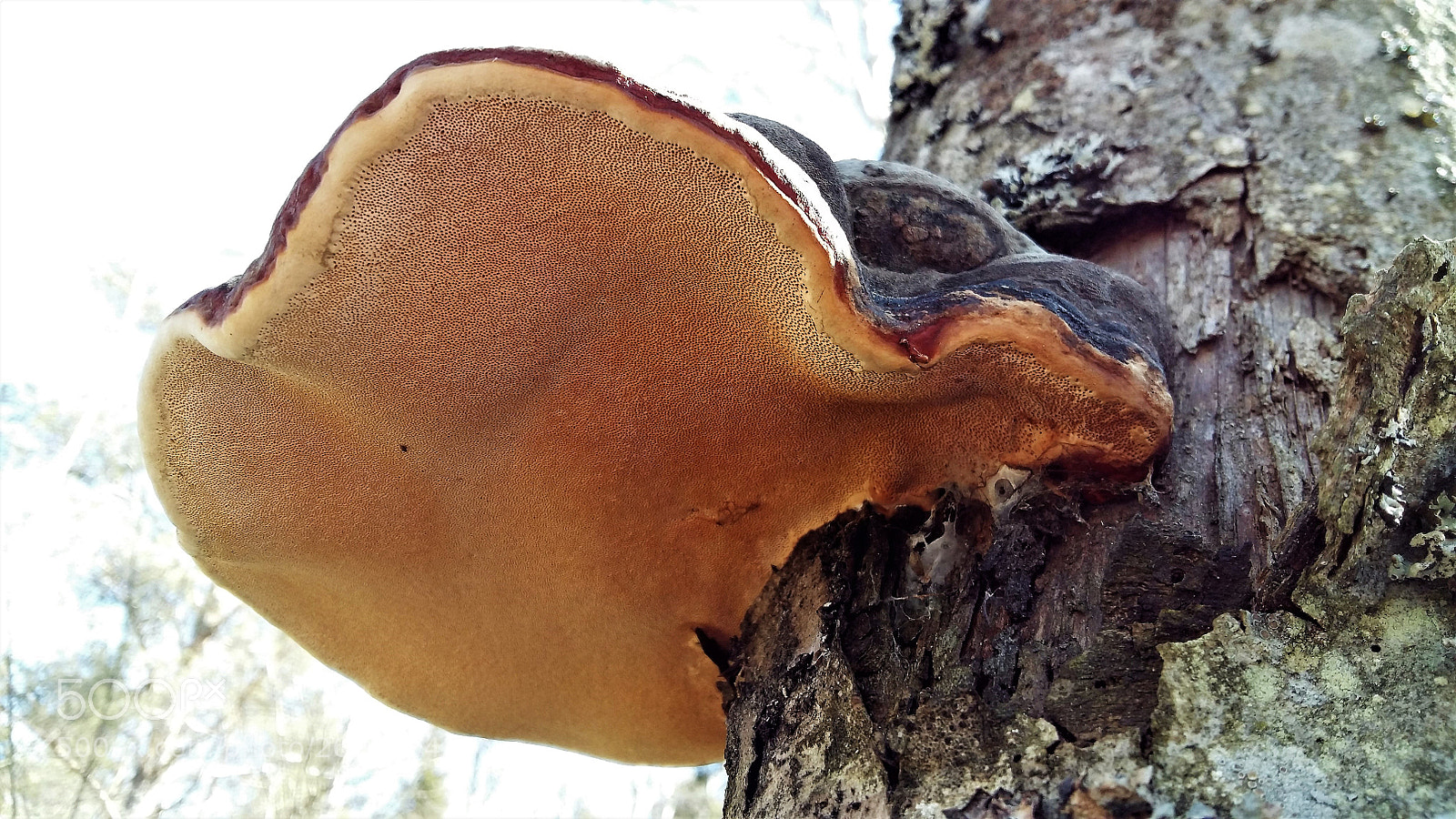 Samsung Galaxy A5 sample photo. Polypore - fungus from photography
