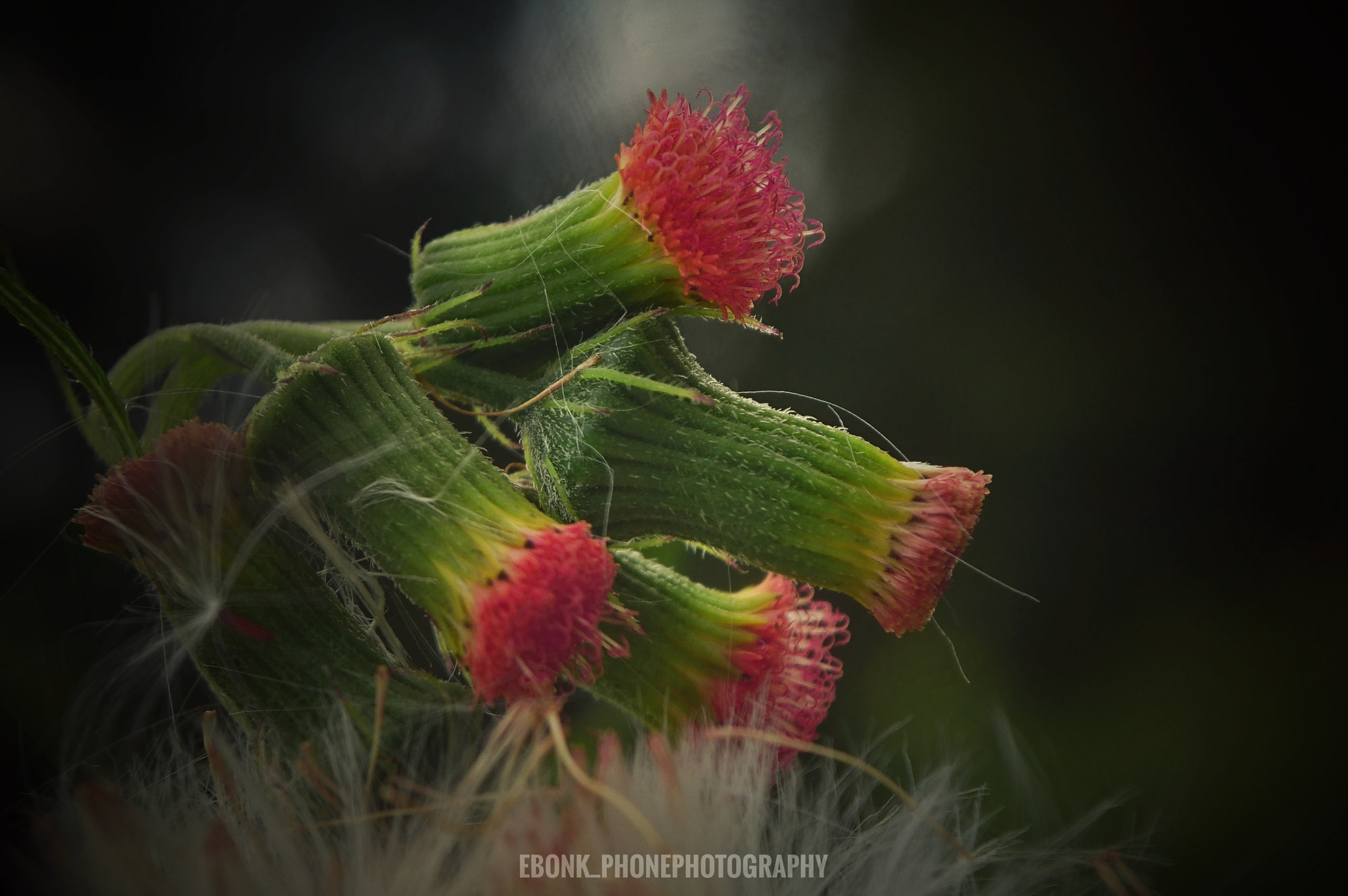 Sony Xperia Z3+ sample photo. Wild flowers photography