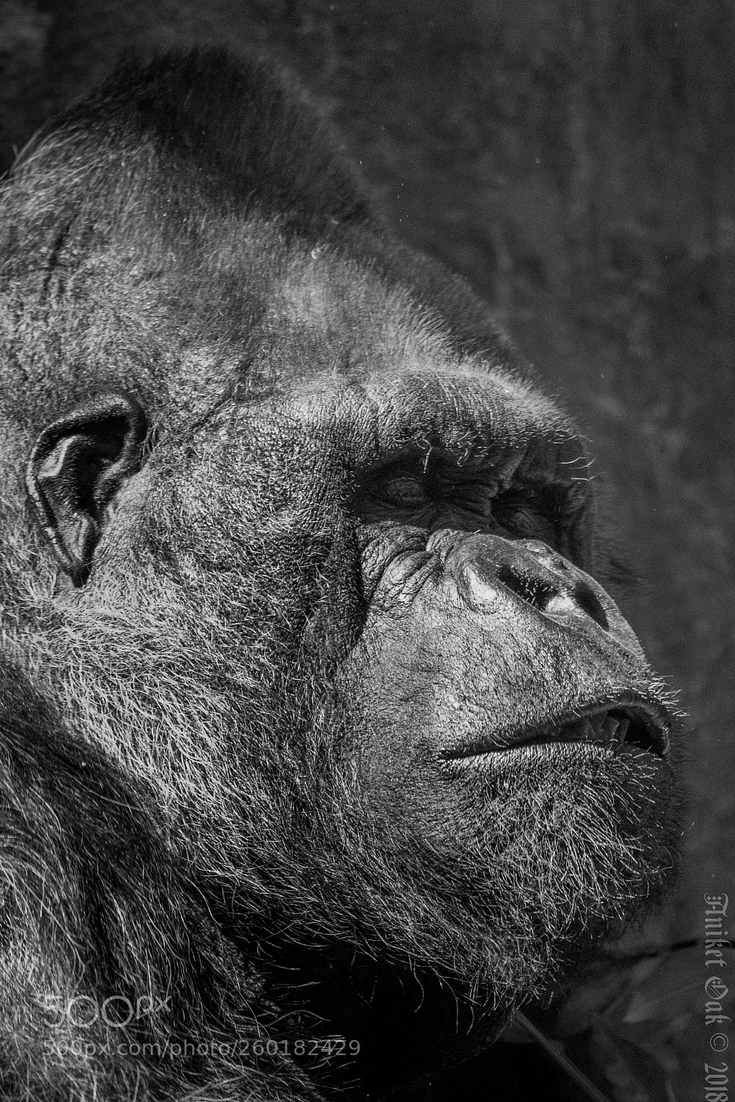 Canon EOS 5D Mark IV sample photo. Western lowland gorilla photography