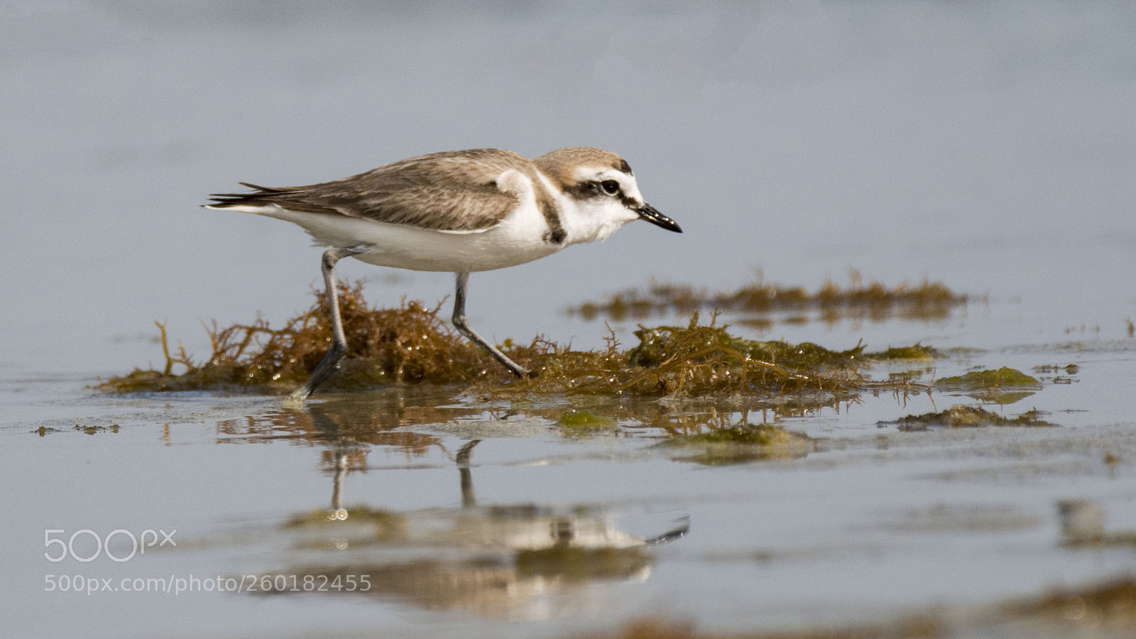 Nikon D500 sample photo. Kentish plover photography