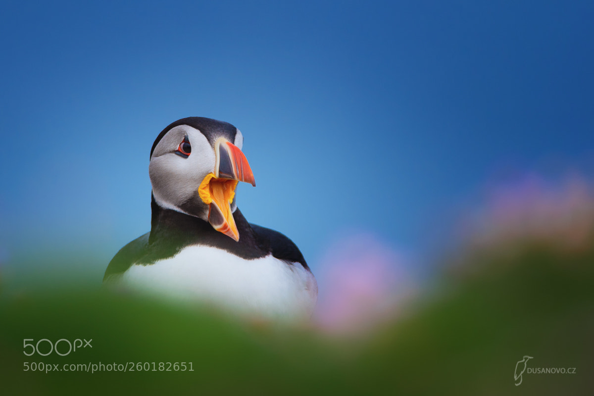 Nikon D7200 sample photo. Portait of puffin. fair photography
