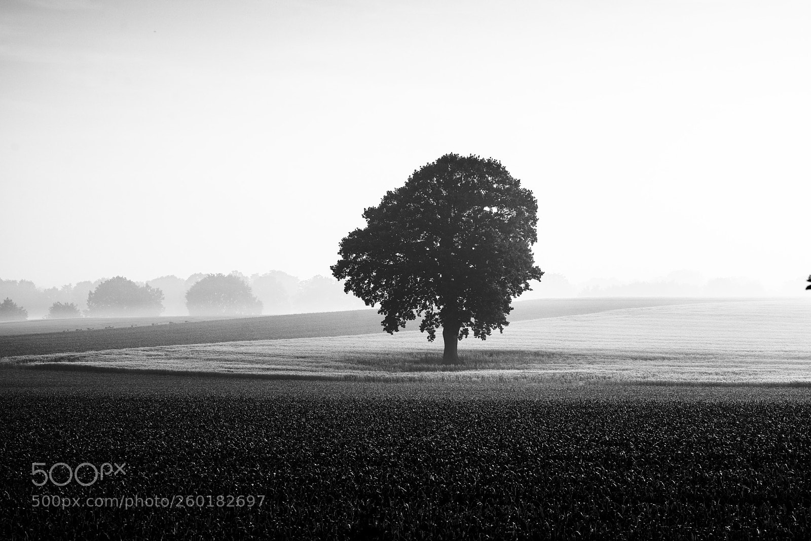 Sony a7R II sample photo. The tree photography