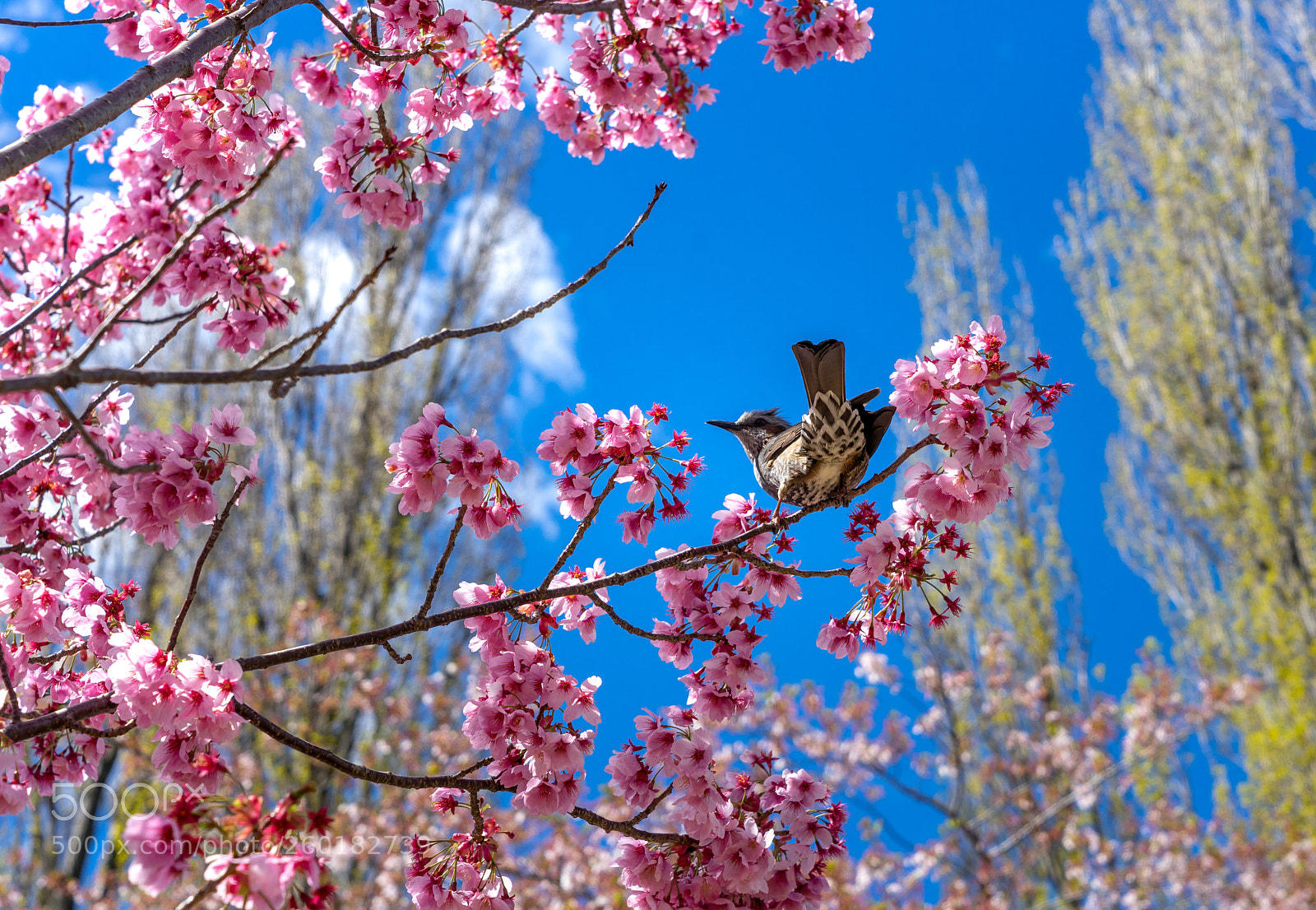 Sony a7 II sample photo. A little bird on photography