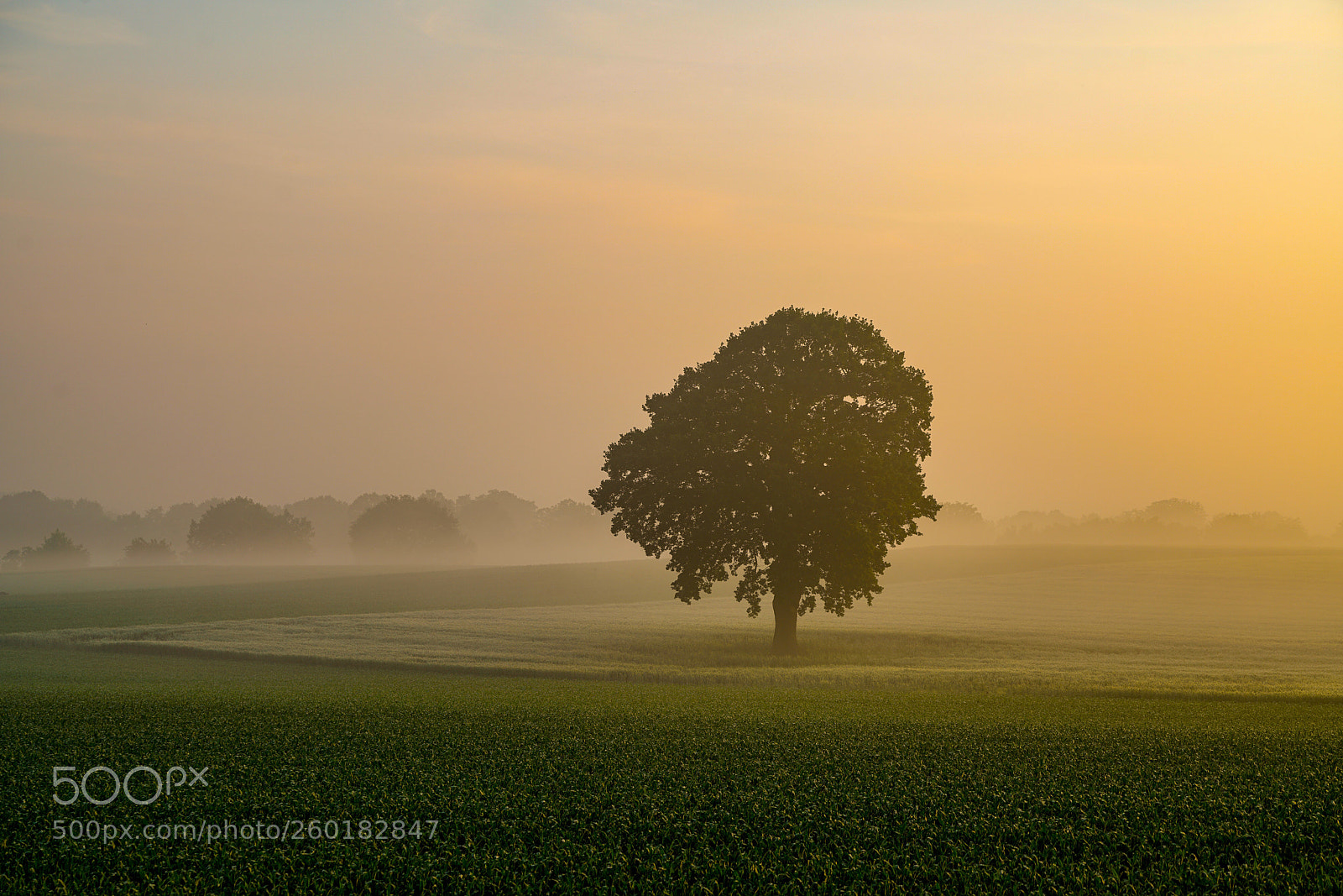 Sony a7R II sample photo. The tree photography
