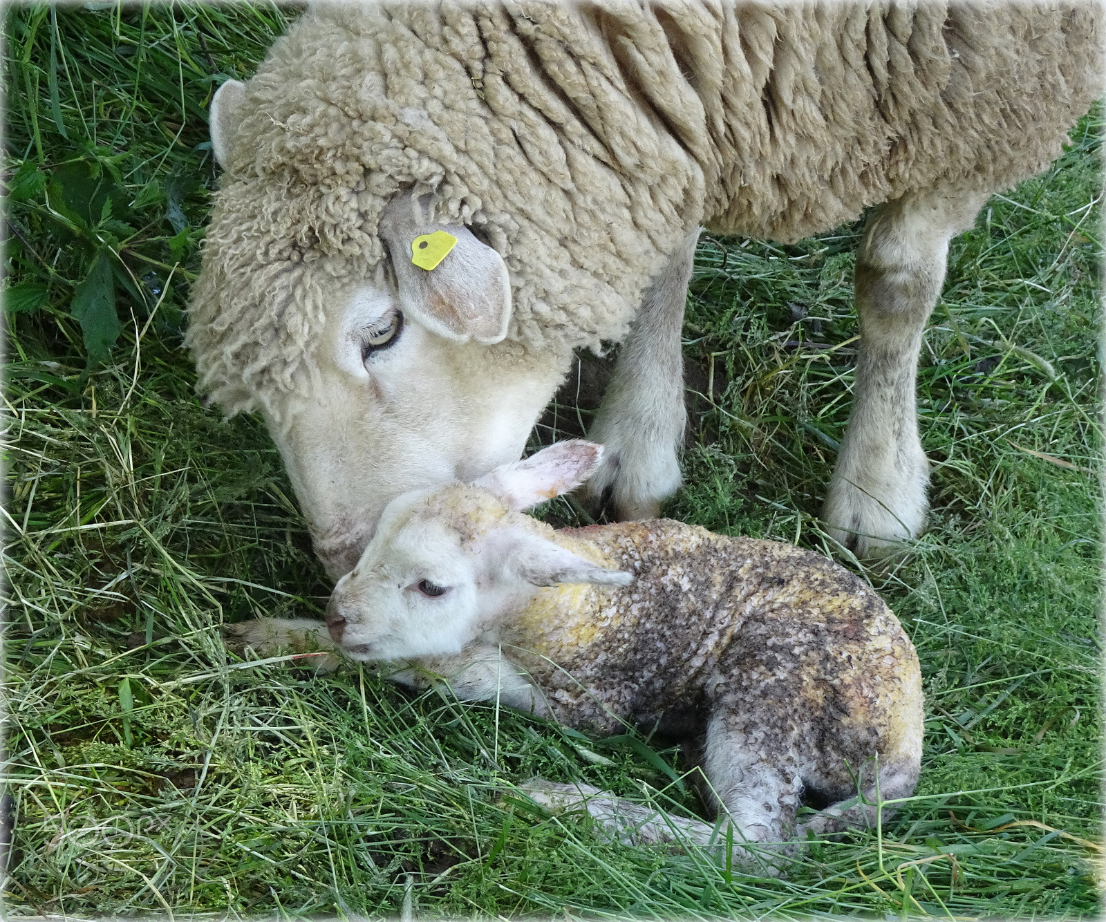 Sony Cyber-shot DSC-HX80 sample photo. "new lamb" photography