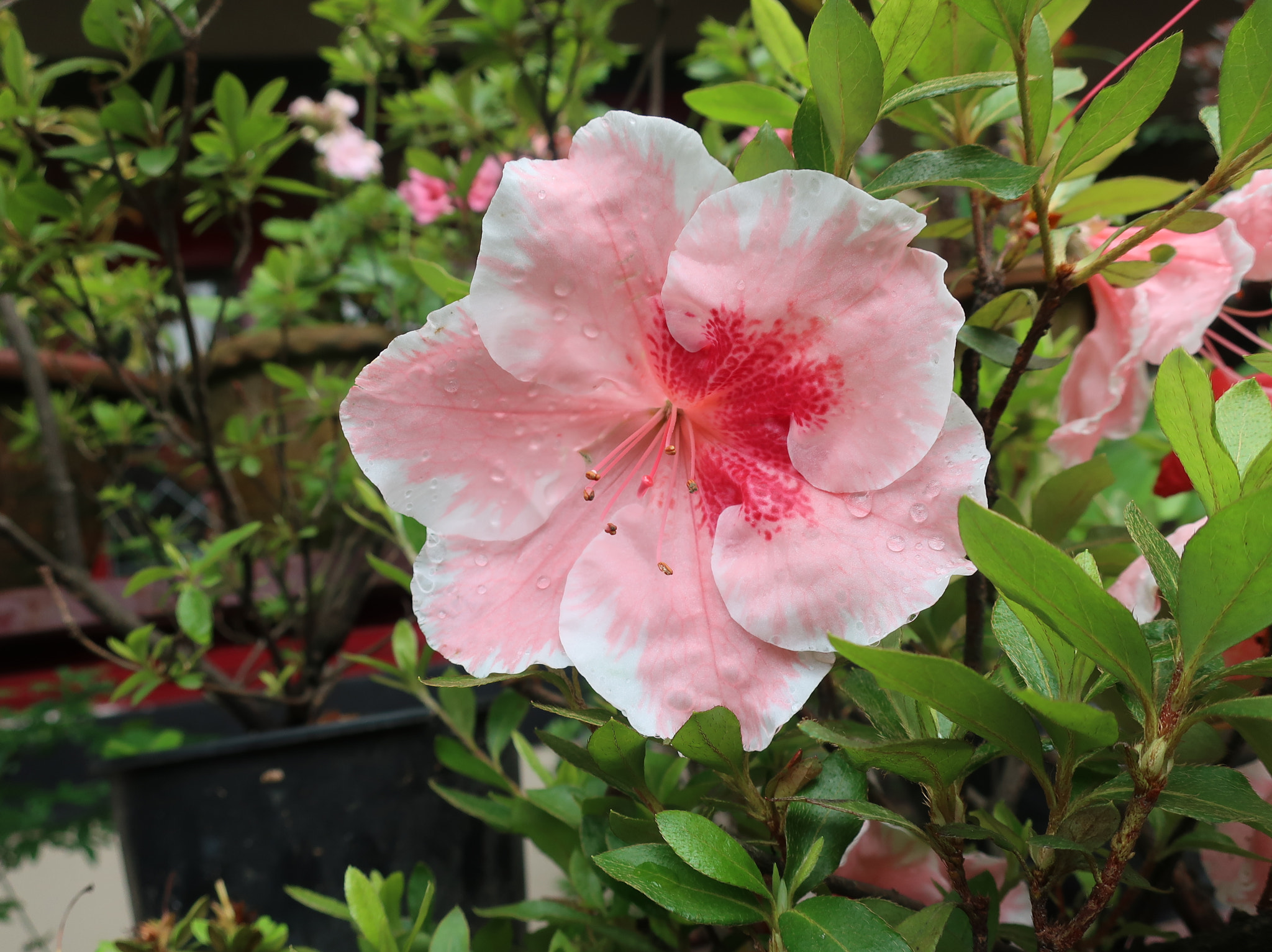Canon PowerShot G9 X Mark II sample photo. Flora of gangtok photography