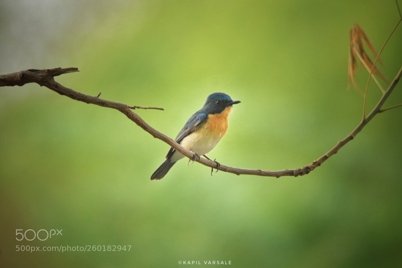 Canon EOS 70D sample photo. Tickells blue flycatcher photography