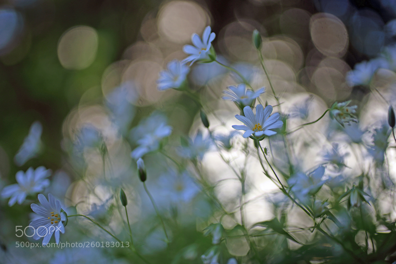 Canon EOS 6D sample photo. In the garden photography