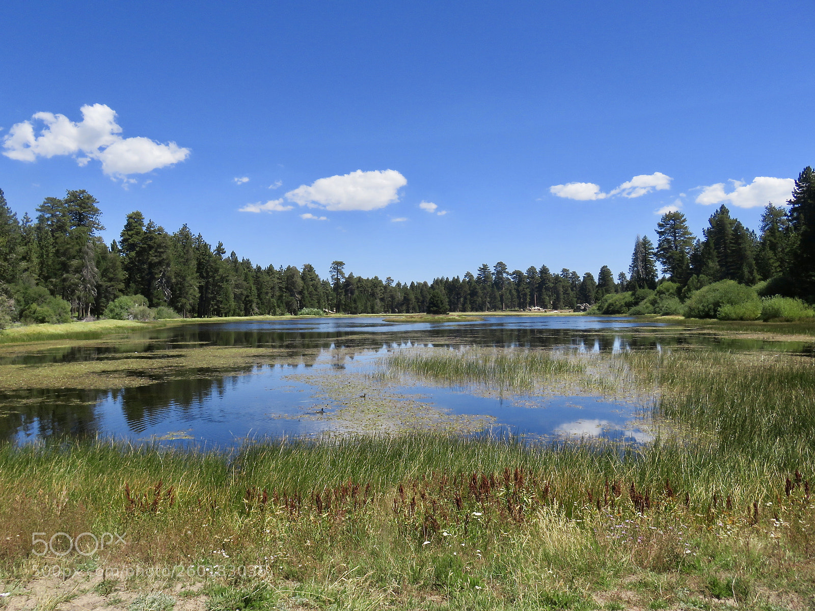 Canon PowerShot SX710 HS sample photo. Bluff lake preserve photography
