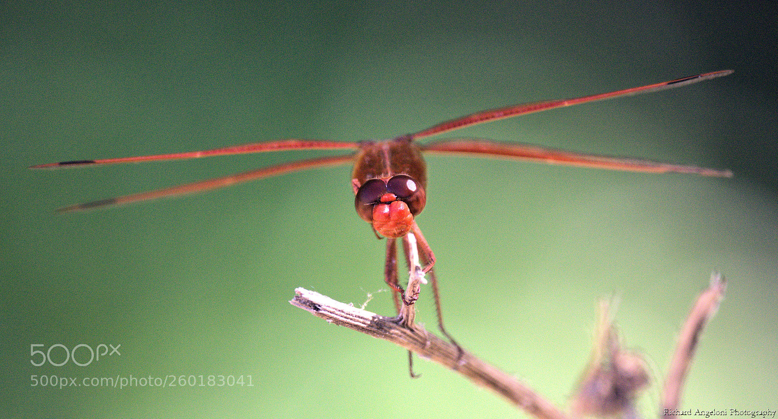 Nikon D7000 sample photo. A flame skimmer posing photography