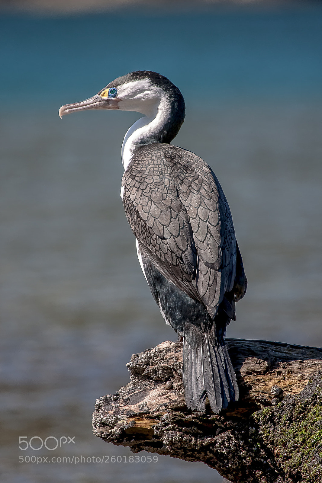 Canon EOS 40D sample photo. Pied shag photography