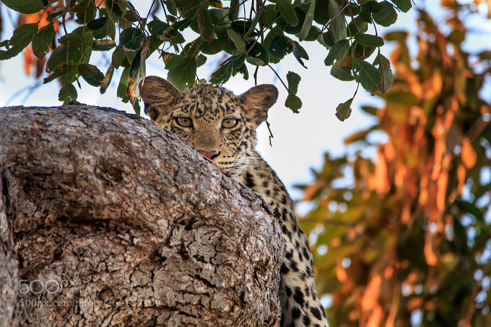 Canon EOS 7D Mark II sample photo. Botswana - mashatu photography