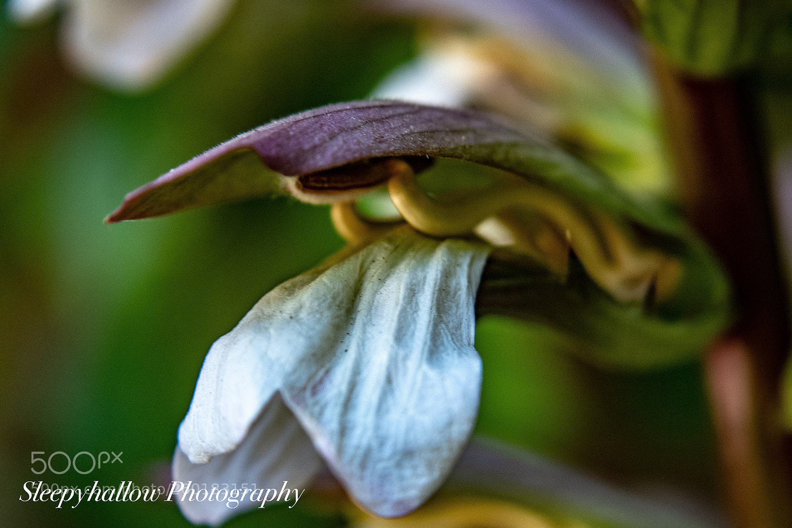 Canon EOS 1300D (EOS Rebel T6 / EOS Kiss X80) sample photo. Dragons tongue photography