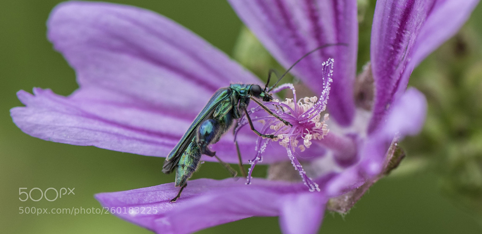 Nikon D810 sample photo. L' oedemère noble photography