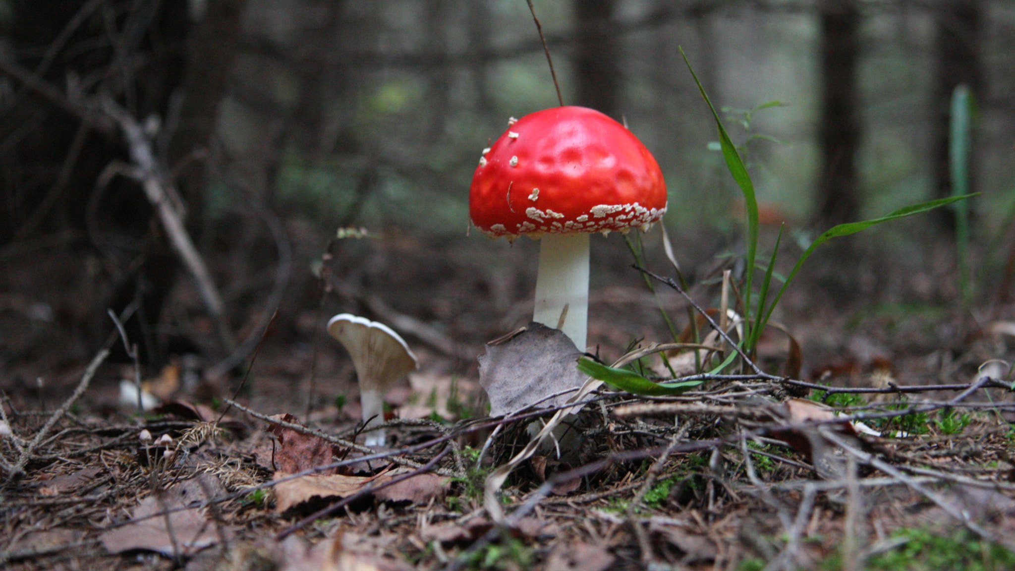 Canon EF-S 17-55mm F2.8 IS USM sample photo. Amanita muscaria photography