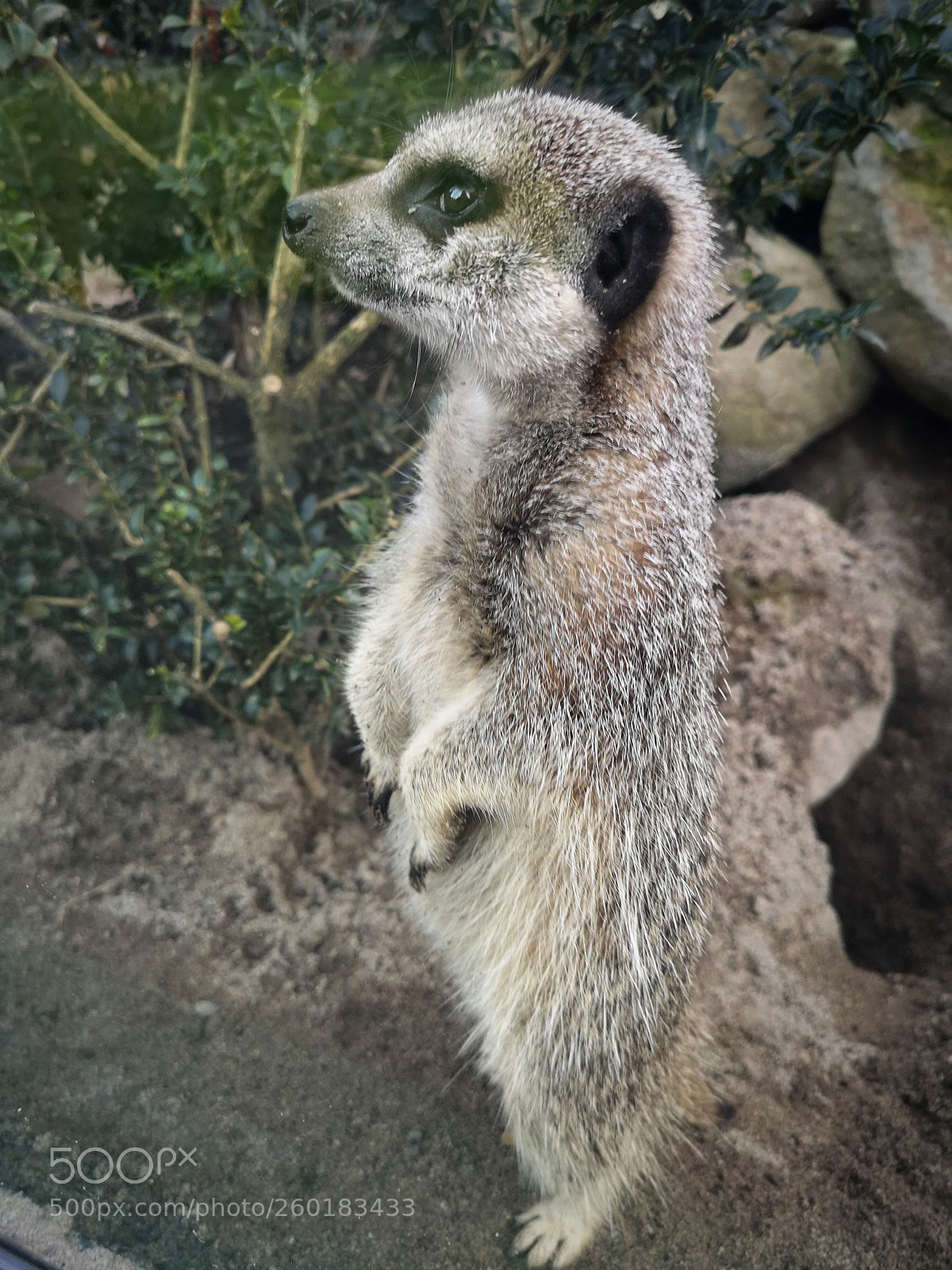 HUAWEI CLT-L09 sample photo. Meerkat poser photography