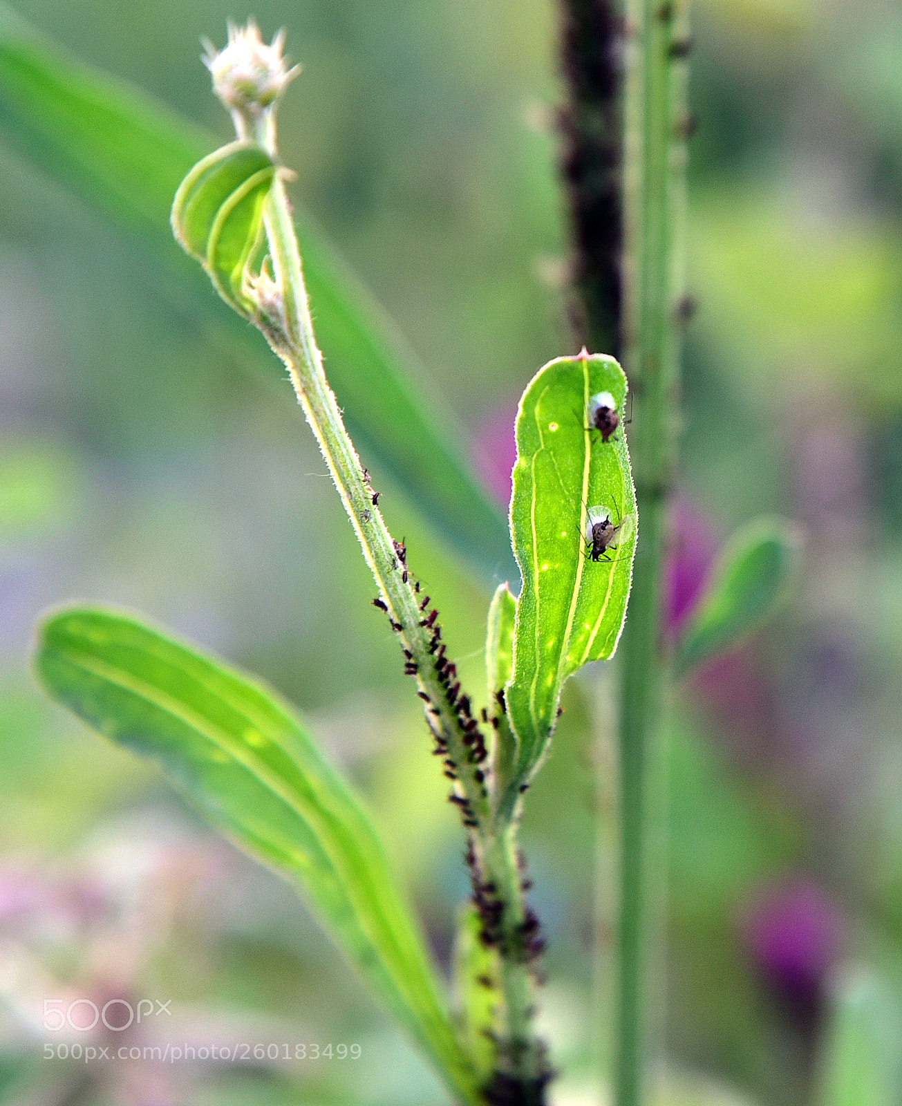 Nikon D750 sample photo. Infestation photography