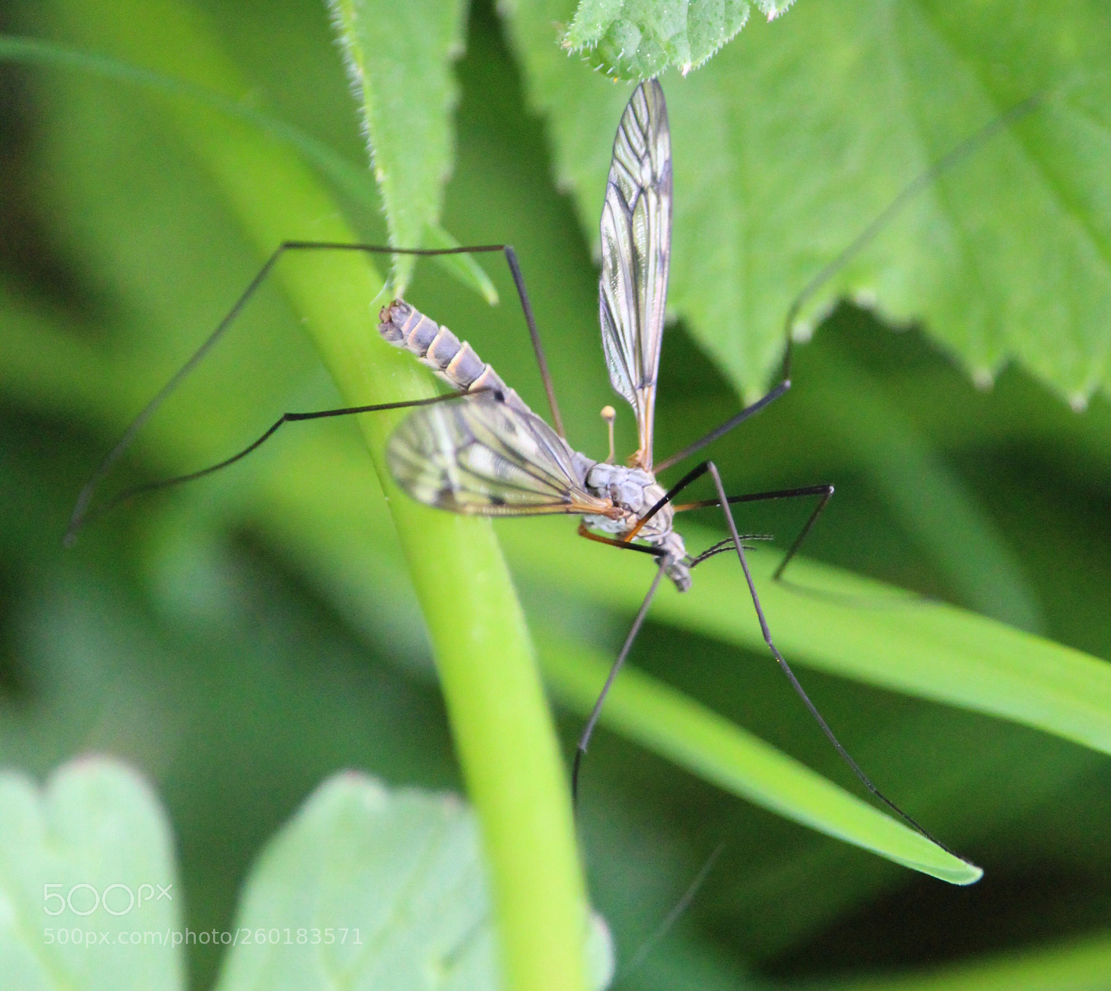 Canon EOS 1300D (EOS Rebel T6 / EOS Kiss X80) sample photo. Gracile nature photography