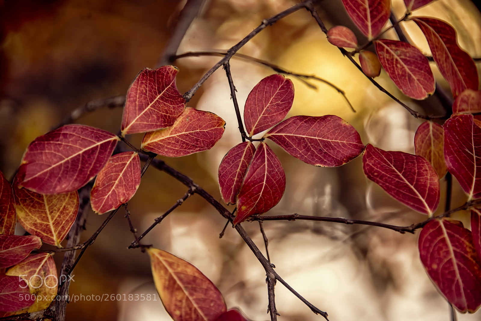 Nikon D800E sample photo. Autumn leaves photography