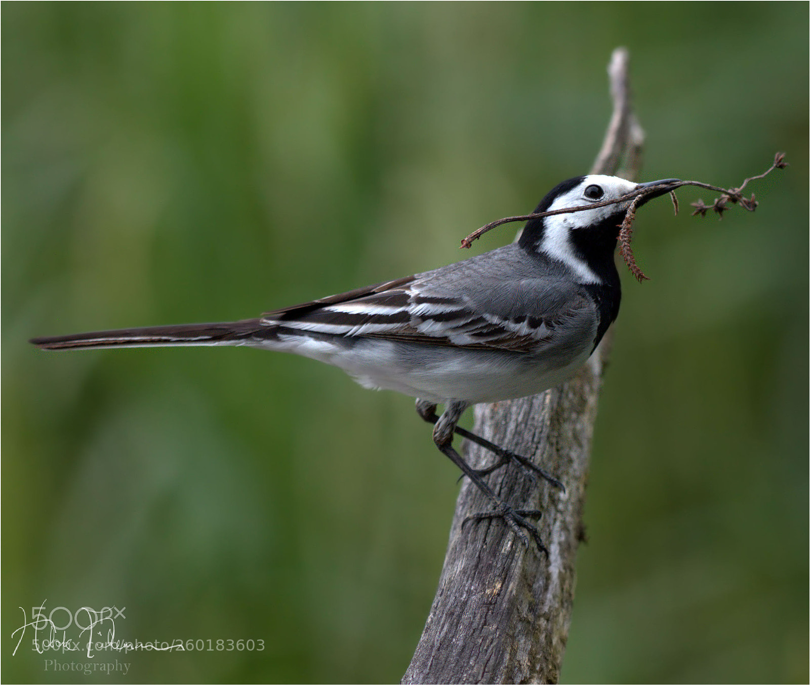 Nikon D750 sample photo. Waggy wagtail, family planning photography