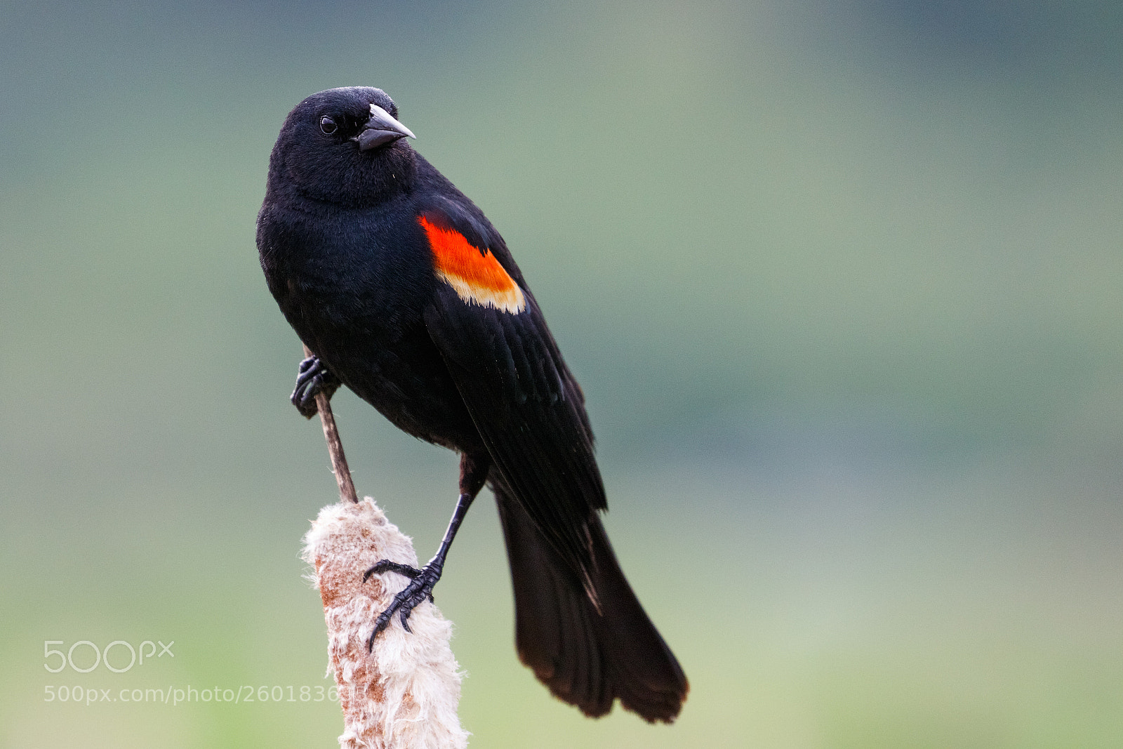 Canon EOS 7D Mark II sample photo. Vigilant blackbird photography