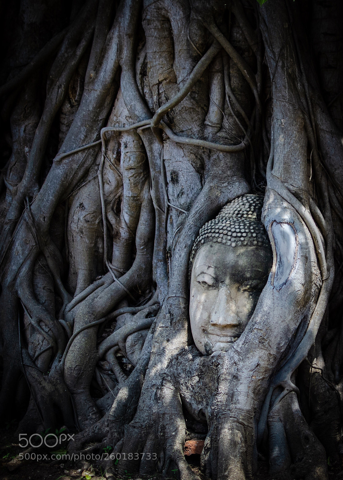 Nikon D7000 sample photo. Bodhi tree photography