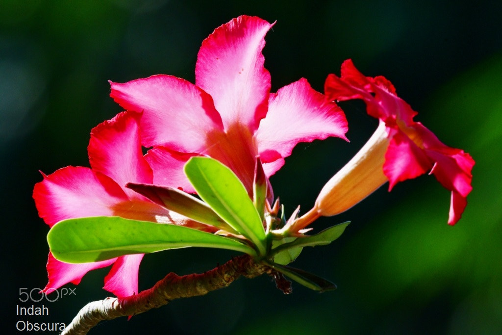 Nikon AF-S Nikkor 200-500mm F5.6E ED VR sample photo. Ioi beauty photography
