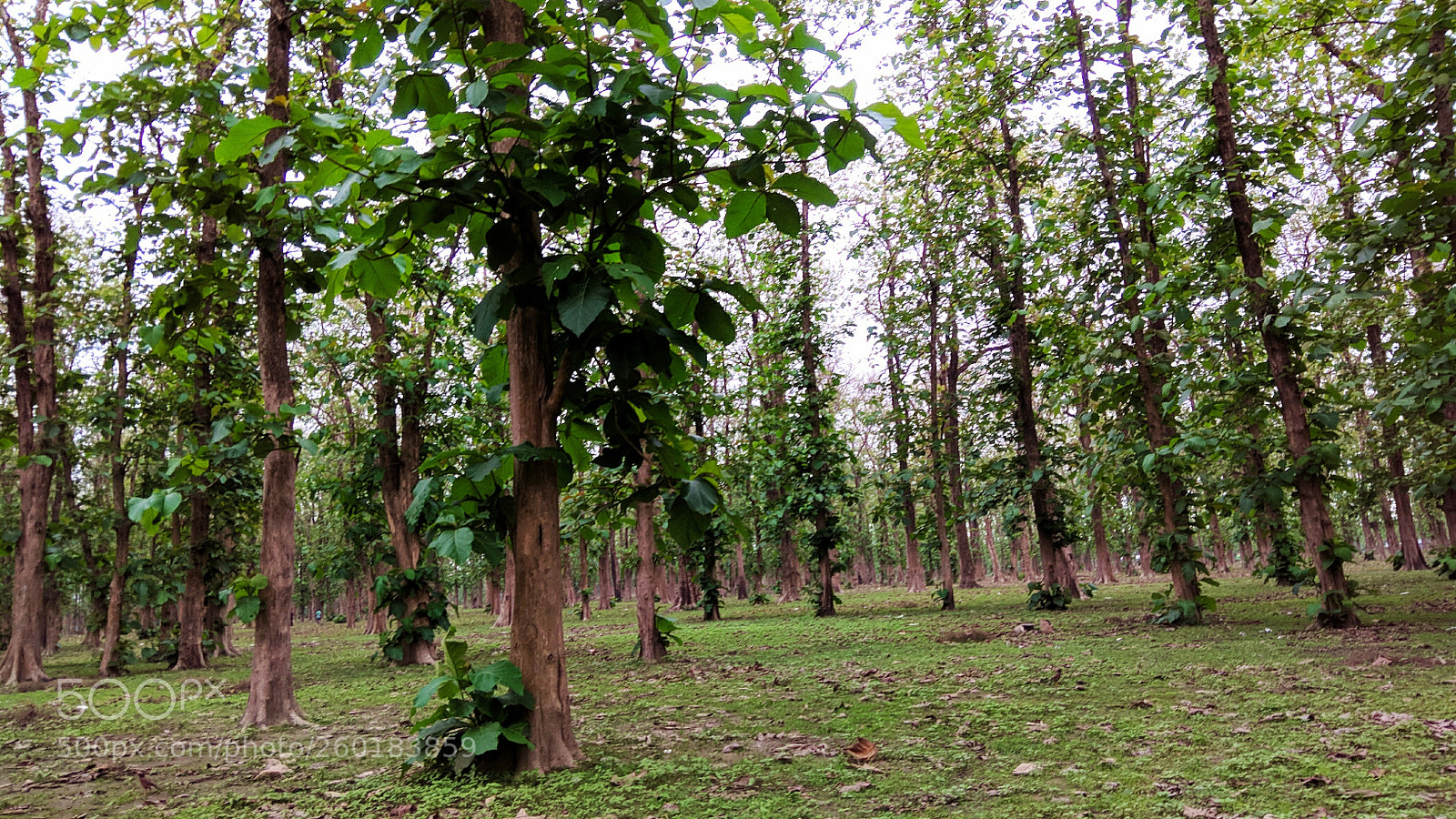 Xiaomi Redmi Note 4 sample photo. Untitled photography