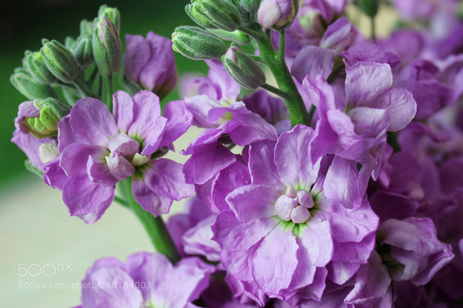 Canon EOS 550D (EOS Rebel T2i / EOS Kiss X4) sample photo. Viola a ciocca photography