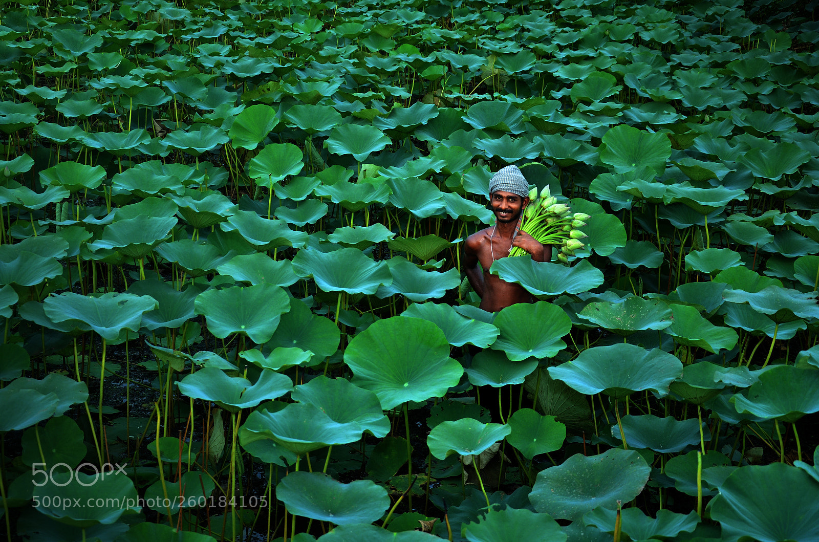 Nikon D7000 sample photo. Inside the lotus pond photography