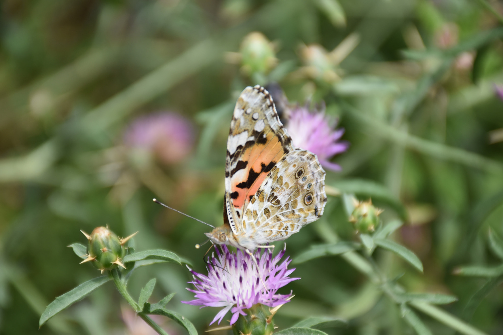 Nikon D5500 sample photo