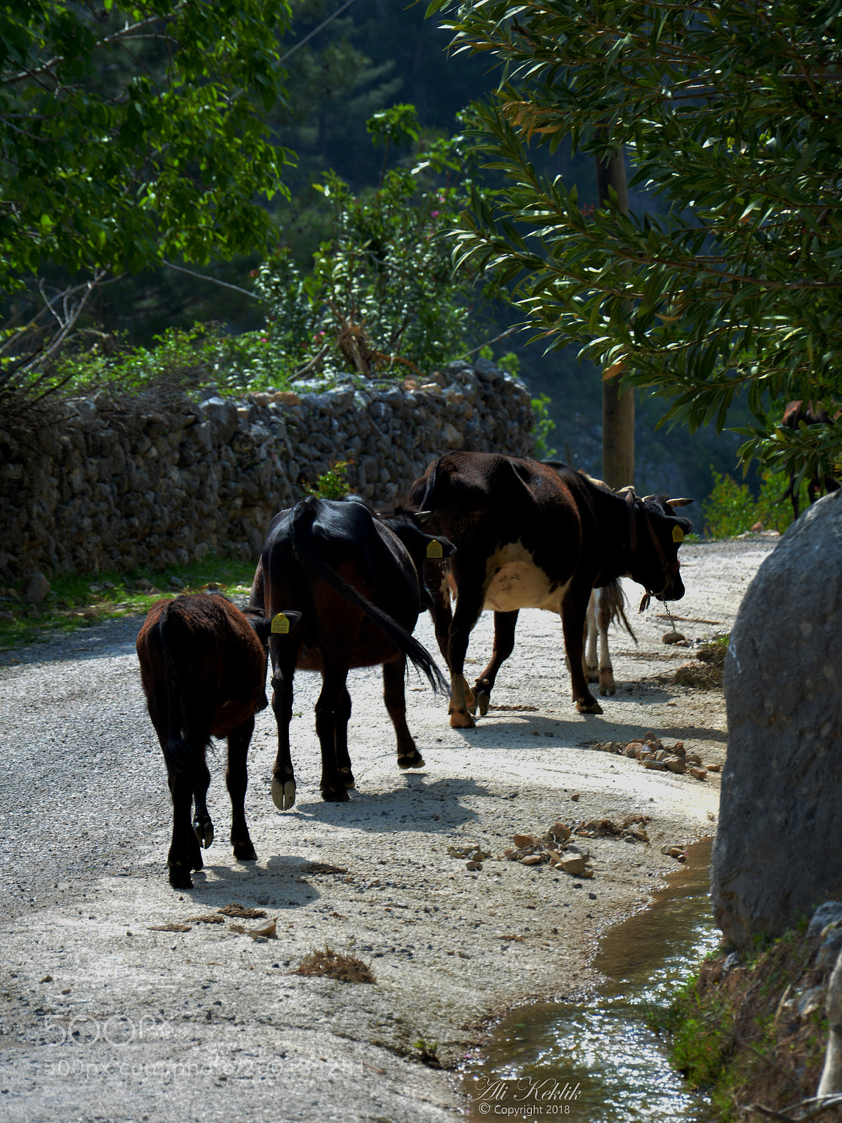 Nikon D7100 sample photo. Dim alacami k y photography