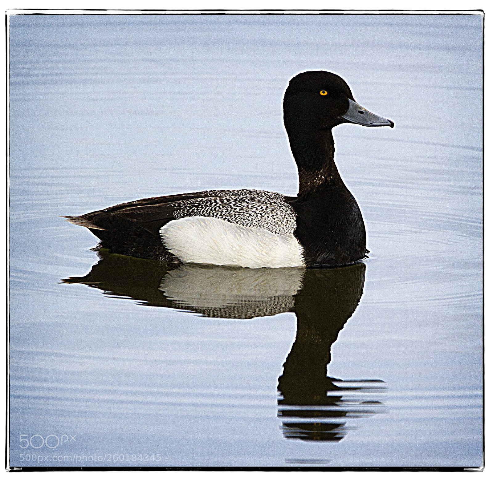Canon EOS 7D sample photo. Lesser scaup  photography