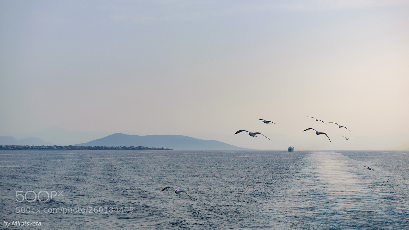 Nikon D3300 sample photo. Gulls photography