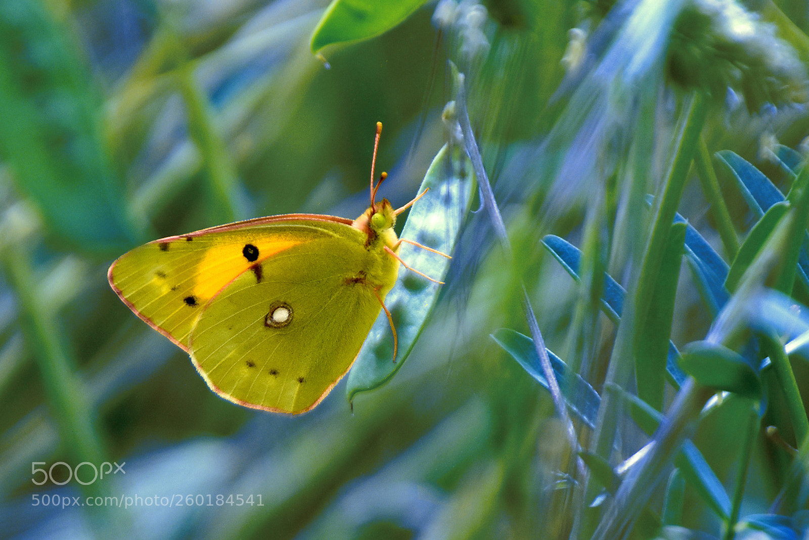 Nikon D5500 sample photo. En amarillo photography
