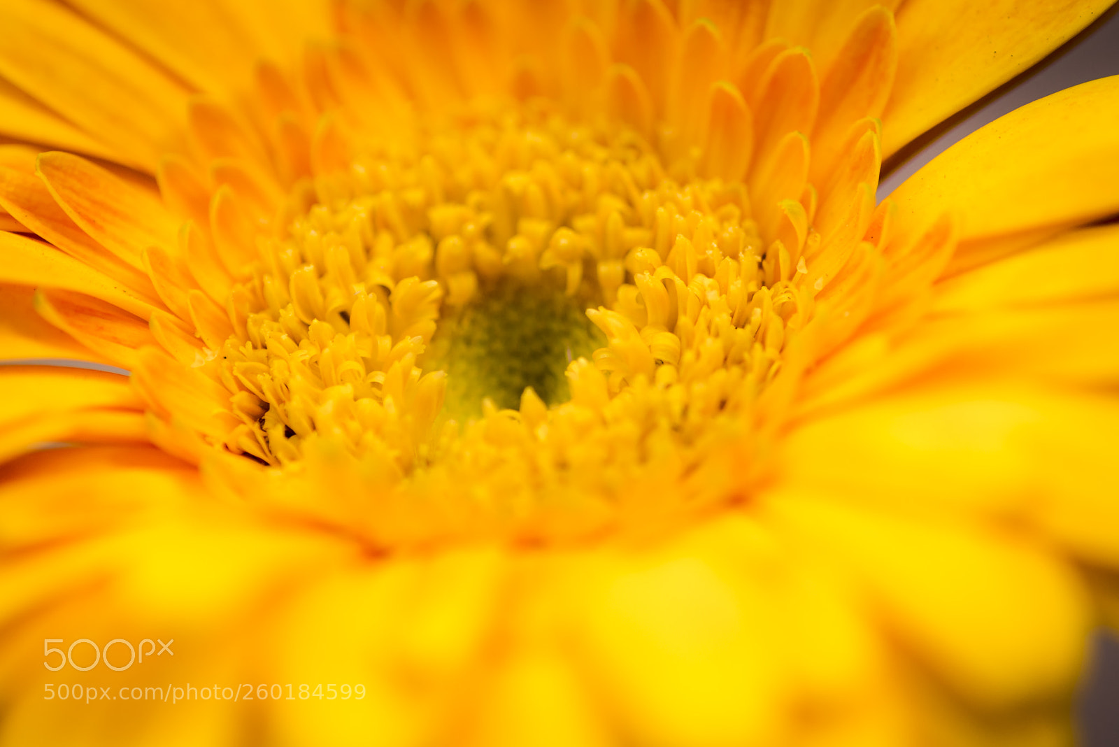 Nikon D750 sample photo. Gerbera - close up photography