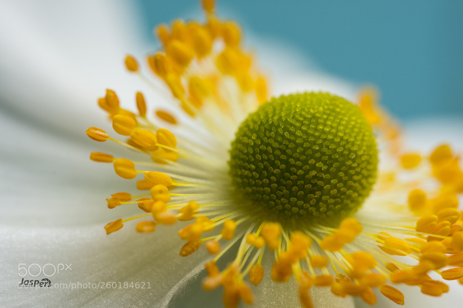 Nikon D7200 sample photo. Stamen photography