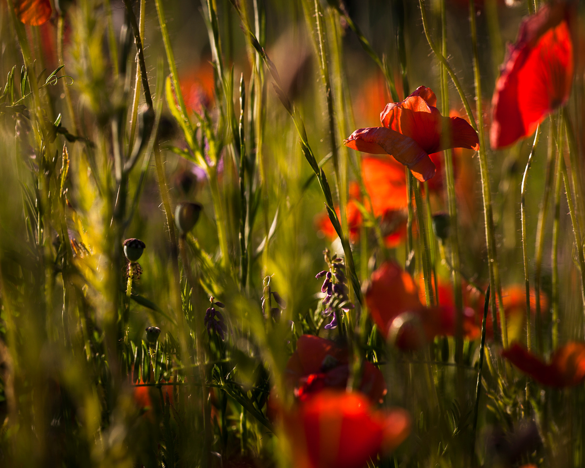 Canon EOS-1Ds Mark III sample photo. Poppy field photography