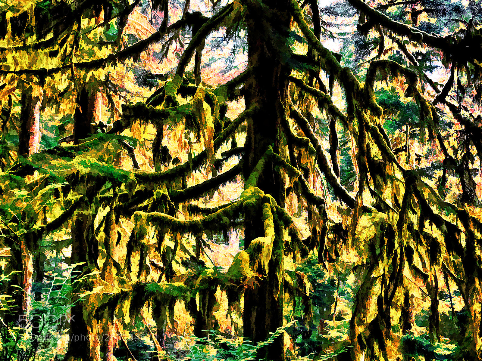 Sony Cyber-shot DSC-HX300 sample photo. Treedom photography